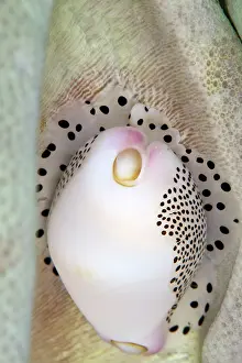 Calpurnus: Allied Cowries