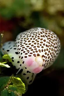 Calpurnus: Allied Cowries