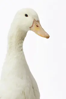 Allier: Allier Duck