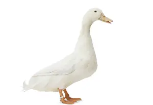 Allier: Allier Duck