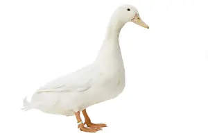 Allier: Allier Duck