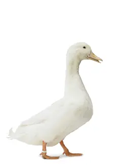 Allier: Allier Duck