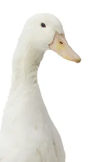 Allier: Allier Duck