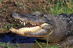 Mississipiensis: Alligator