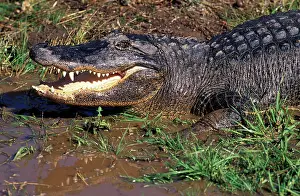 Mississipiensis: Alligator
