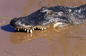 Mississipiensis: Alligator