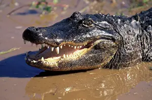 Mississipiensis: Alligator