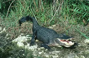 Jacksonville: Alligator