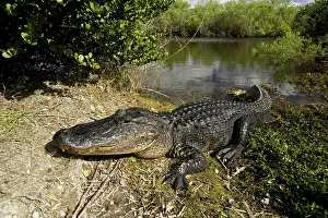 Thermoregulation: Alligator