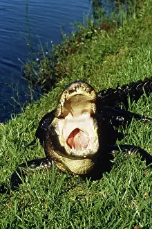 Gator: Alligator