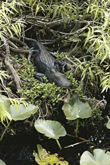Gator: Alligator