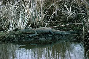Alligators: Alligator