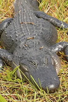 Alligators: Alligator