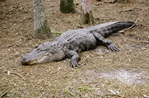 Mississippiensis: Alligator