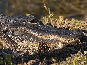 Alligators: Alligator