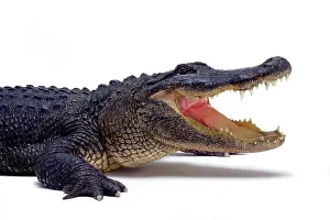 Jaws: Alligator