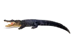 Alligators: Alligator
