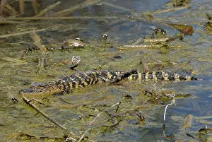 Aransas: Alligator (Alligator mississippiensis)