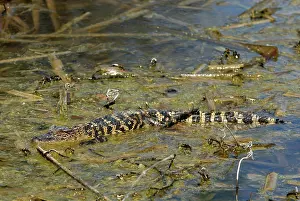 Aransas: Alligator (Alligator mississippiensis)