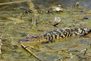 Aransas: Alligator (Alligator mississippiensis)