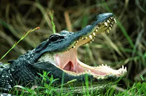 Mississippiensis: Alligator American alligator (Alligator mississippiensis)