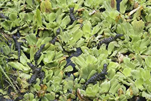 Gator: Alligator Babies