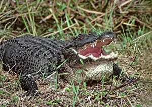 Bellowing: Alligator Bellowing