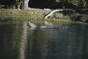 Gator: Alligator Bellowing