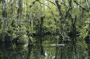 Gator: Alligator in Big Cypress