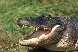Jaws: Alligator - close-up of head with mouth open