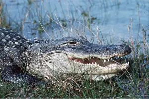 Alligators: ALLIGATOR, CLOSE UP, JAWS OPEN