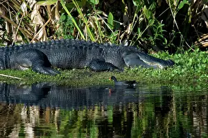 Chloropus: Alligator and Common Moorhen