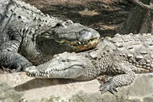Acutus: Alligator and Crocodile