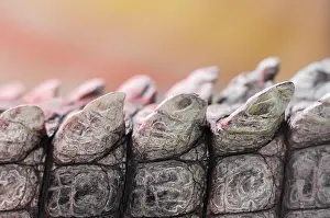 Fold: Alligator crocodile skin detail pattern close up