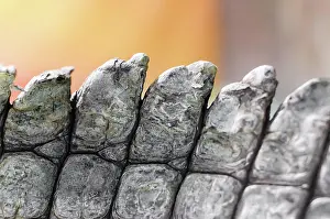 Fold: Alligator crocodile skin detail pattern close up