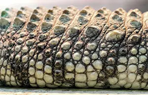 Fold: Alligator crocodile skin detail pattern close up