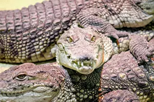 Fangs: Several alligator crocodiles dangerous carnivorous