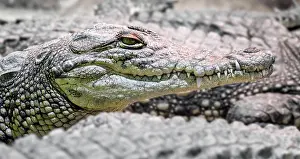 Fangs: Several alligator crocodiles dangerous carnivorous