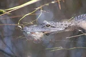 Oscar: Alligator Eating Fish