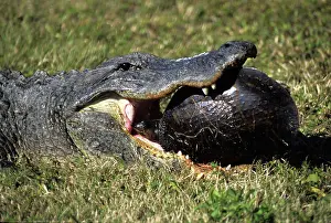 Softshell: Alligator Eating Turtle