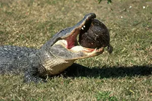 Gator: Alligator Eating Turtle
