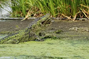 Softshell: Alligator eating turtle