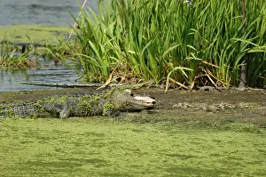 Mississippiensis: Alligator eating turtle