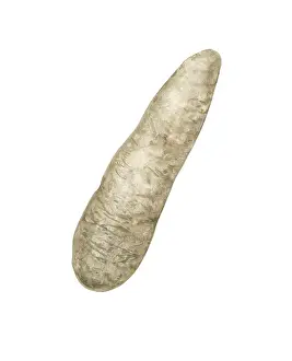Alligators: Alligator Egg. Alligators lay their eggs in a mound