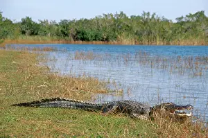 Mile: Alligator in the Everglades