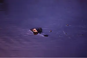 Alligators: ALLIGATOR - Eye above water