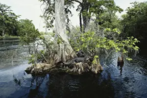 Sunning: Alligator in Florida