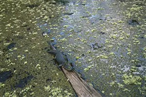 Sunning: Alligator in Florida