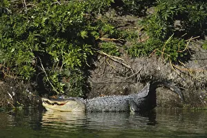 Gator: Alligator in Florida