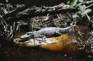 Sunning: Alligator in Florida